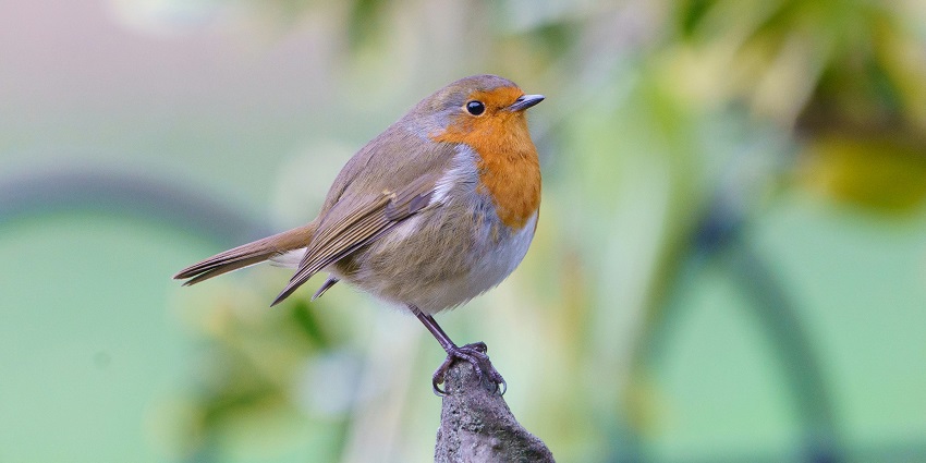 Spot a variety of migratory and local birds on this island for a unique experience.