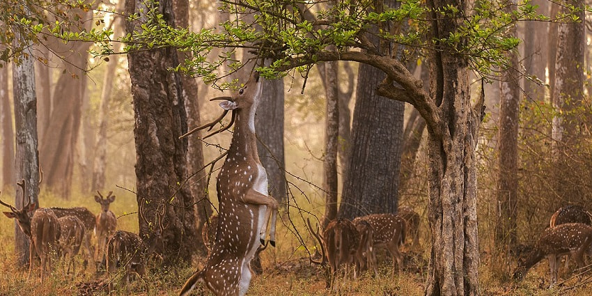 Watch chitals in action at the Nagarhole National Park while on your Kabini Jungle safari