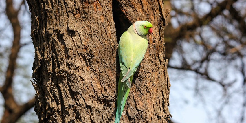 Do explore Bharatpur Bird Sanctuary, one of the top wildlife sanctuaries in India.