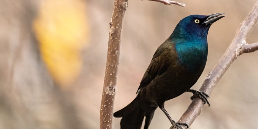 Bird watching activity is one of the best things to do in Narkanda for bird lovers.