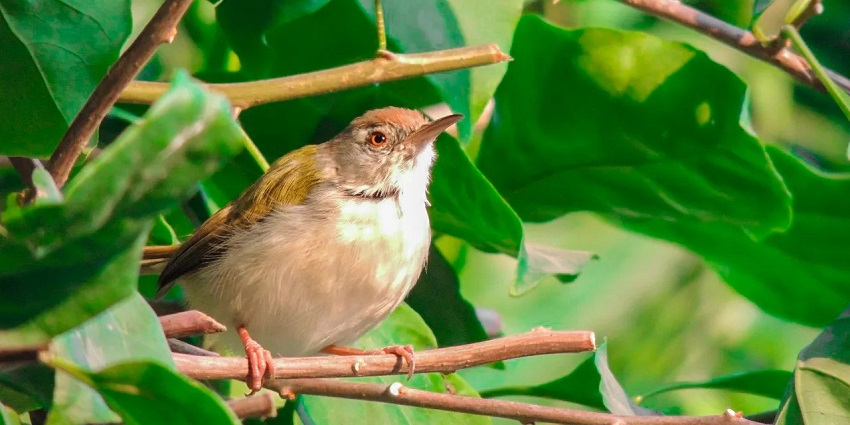 Capture pictures of birds perching on tree branches while at the Salim Ali National Park