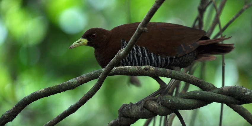 Get ready to spot numerous species of birds on your visit to Little Andaman Island.