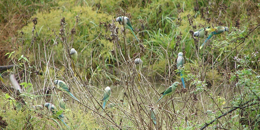 View wildlife like bird species, tigers, elephants, lions during your Kabini Jungle safari