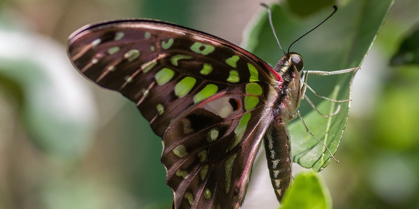 Butterfly Park & Insect Kingdom is one of the best places to visit in Sentosa Island.
