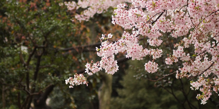 Explore the floral paths of the Blossom Hydel Park in Munnar with its charming flowers