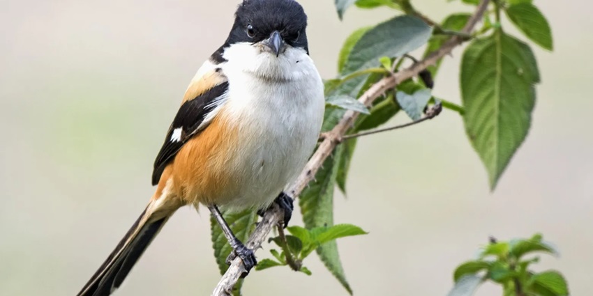Mount Harriet National Park is full of exotic bird species like Wood Pigeons & Hawk Owls