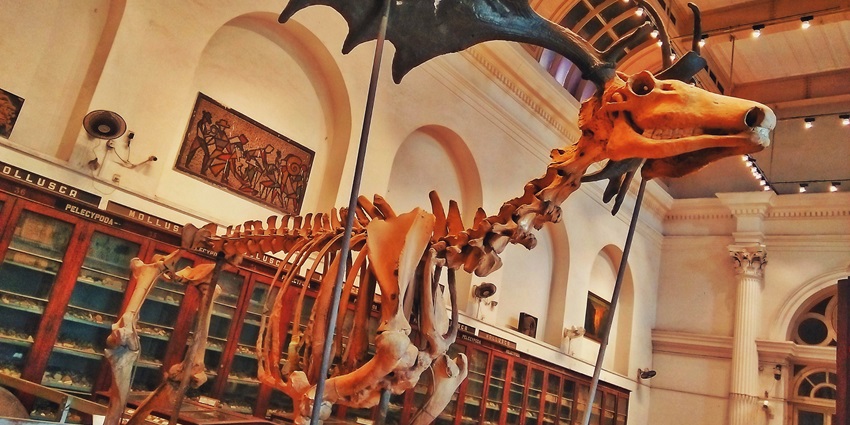 Indian Museum, Kolkata, the oldest and largest among state museums in India, has incredible fossils.
