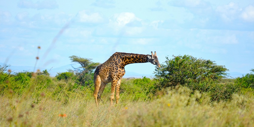Go on a wildlife safari in Kenya, one of the places to visit in the world in February