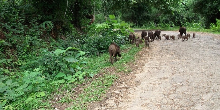 View the elephant song trekking trail while exploring the unique scenery of this national park