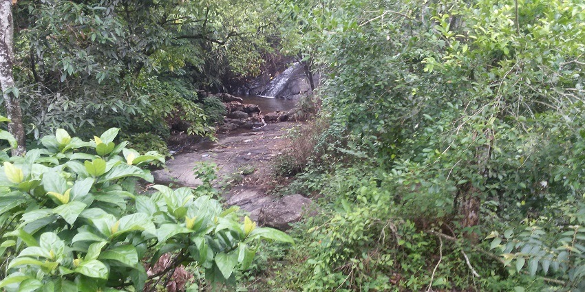 Pulikode Waterfalls is one of the family-friendly waterfalls in Kasaragod that charms visitors