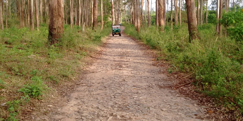 Enjoy a jungle safari while navigating through the lush landscapes of Peppara Sanctuary.