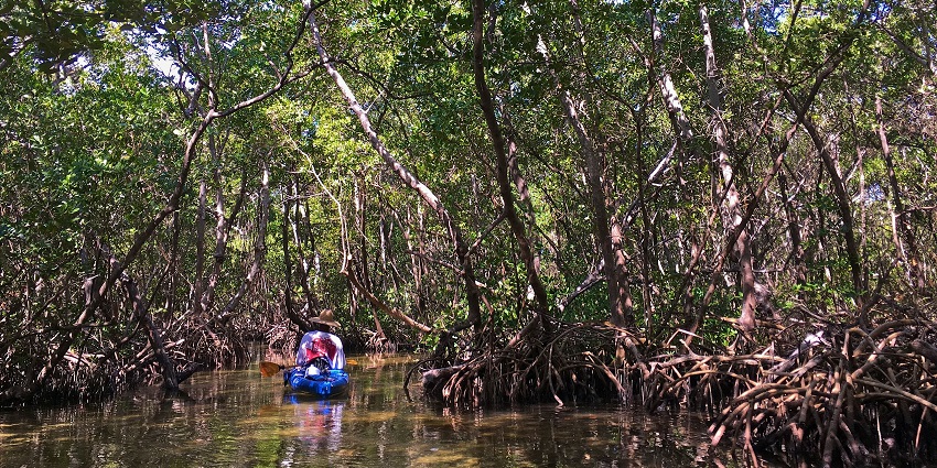 Mangrove kayaking is one of the best water sports in Havelock Island that offers adventure