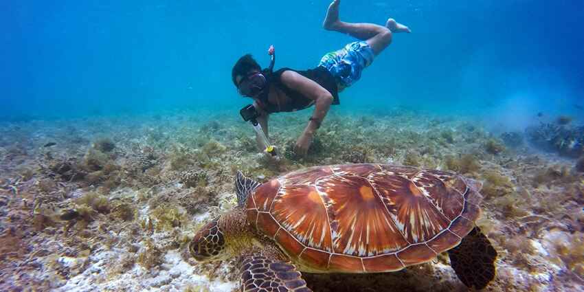 An image of a man snorkelling alongside a brown turtle with a view of the coral reefs
