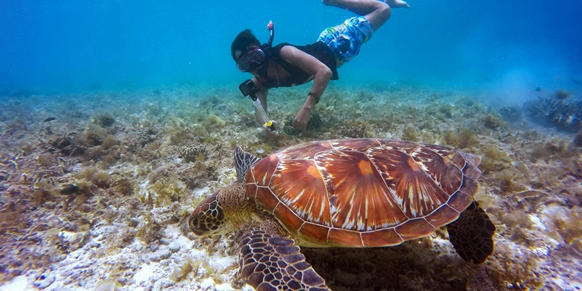 While snorkelling in Havelock Island, you can spot sea turtles and coral reefs