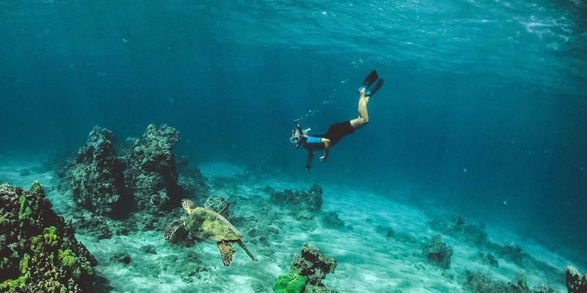 A man snorkelling alongside a turtle and exploring the underwater marine environment