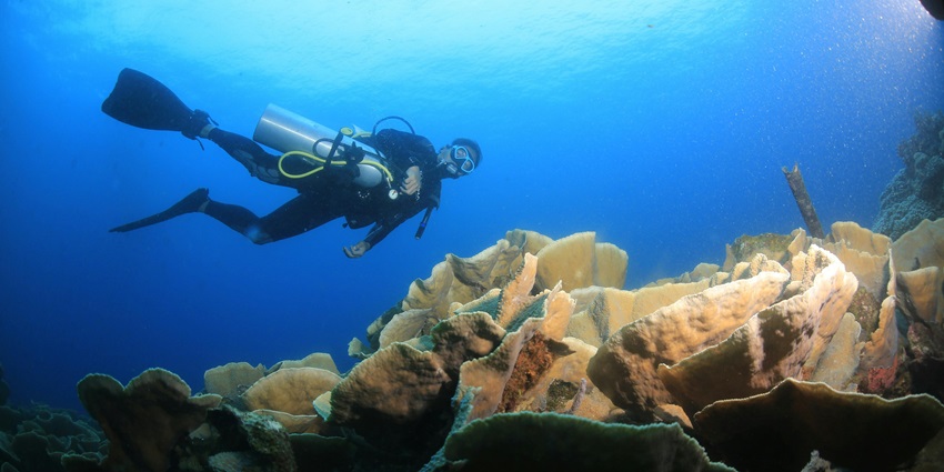 The clear turquoise water, the corals and creatures, scuba diving unveils it all.