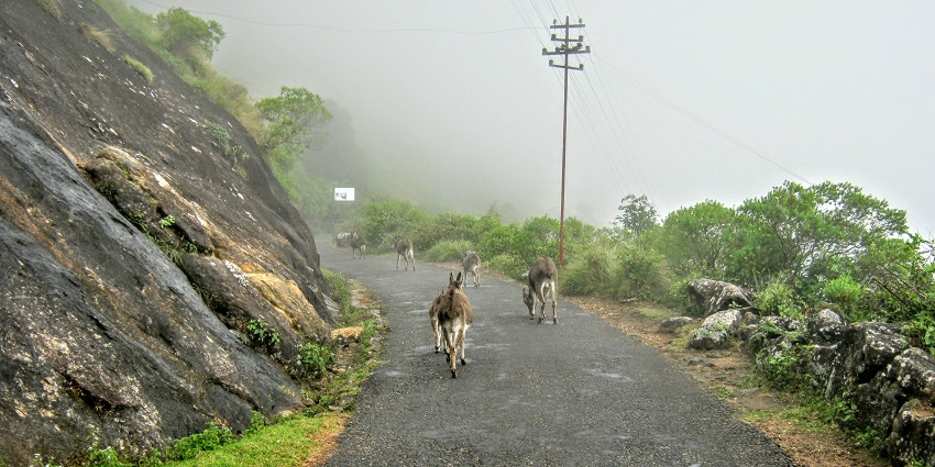 Nyayamkadu is one of the largest waterfalls in Ernakulam and is located near Munnar
