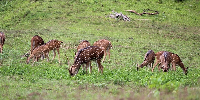 Enjoy guided walks along the nature trails of Parambikulam National Park to spot fauna