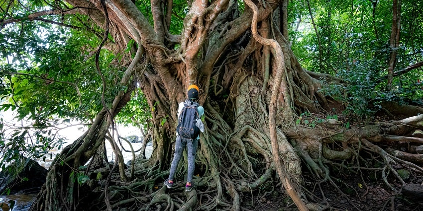 Hop on a hiking trail for an adventurous experience at Anamudi Shola National Park.