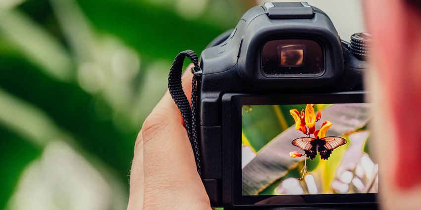 Capturing photos is one of the best ways to explore the Gulmarg Wildlife Sanctuary.