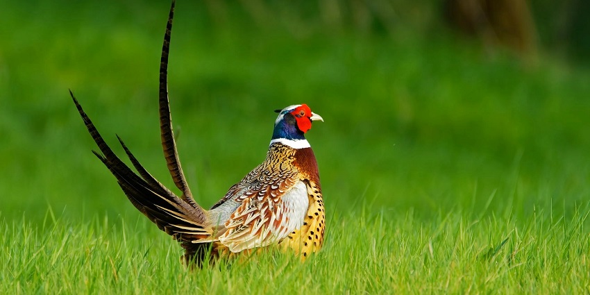 Go on a bird watching expedition and spot pheasants at the Salim Ali National Park