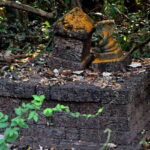 A sacred space for snakes in Kerala where ancient rituals are performed to seek blessings