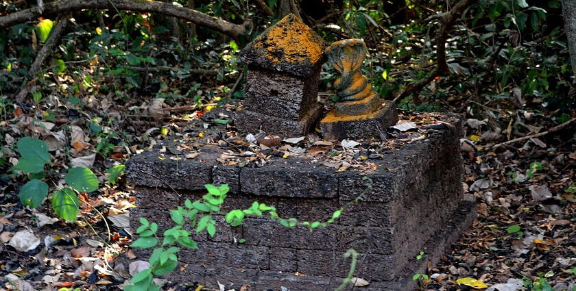 A sacred space for snakes in Kerala where ancient rituals are performed to seek blessings