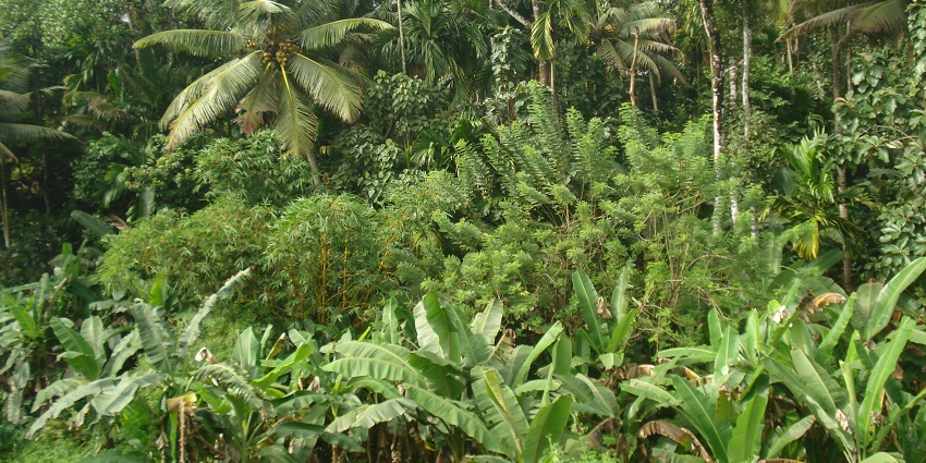 Walk through fields of spice plantations like cardamom, pepper and cinnamon in Thekkady