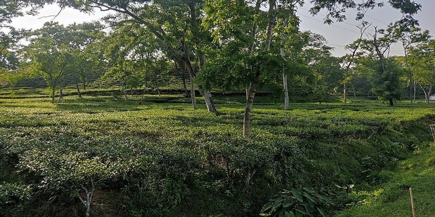 Exploring the verdant tea plantations is one of the best things to do in Palampur.