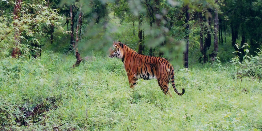 Visit the Ulipooni Wildlife Sanctuary and watch tigers in their natural habitat here