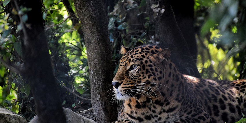 Jim Corbett National Park is one of the most popular places to visit in North India.