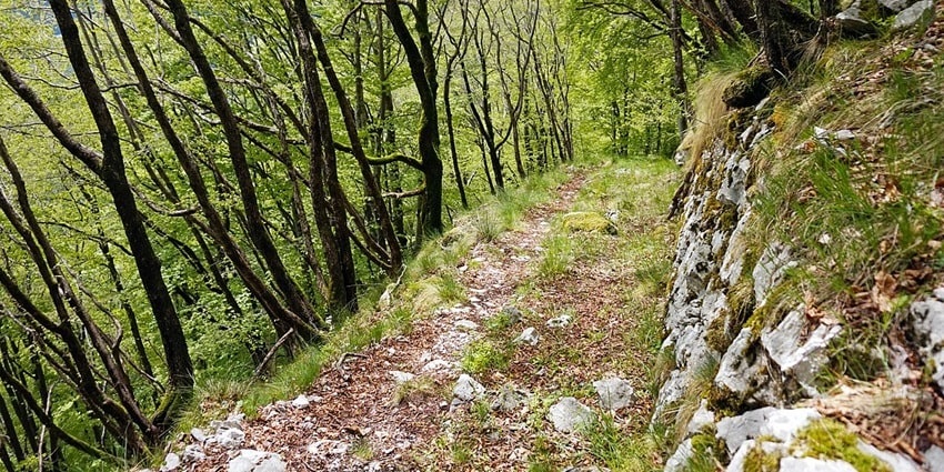 Explore the 4-km hiking trail through the plantations and bear path trails at this sanctuary
