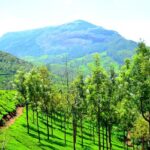 Cherish a blend of natural beauty and biodiversity at national parks in Munnar, Kerala.