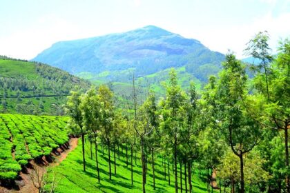 Cherish a blend of natural beauty and biodiversity at national parks in Munnar, Kerala.