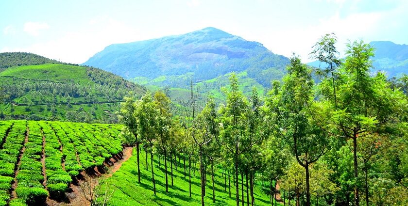 Cherish a blend of natural beauty and biodiversity at national parks in Munnar, Kerala.