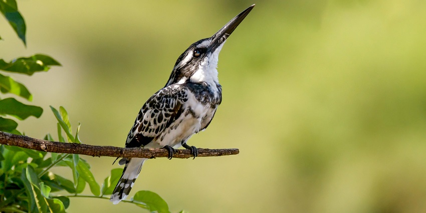 Watch resident and migratory birds like woodpeckers in action at the Ashtamudi Lake