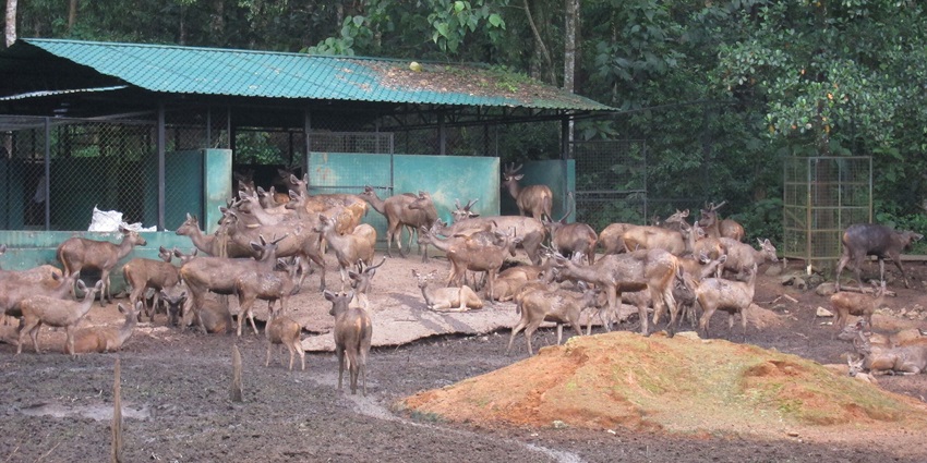 Witness wildlife at the Abhayaranyam Zoo, located near Kaprikkad Village in Ernakulam district.