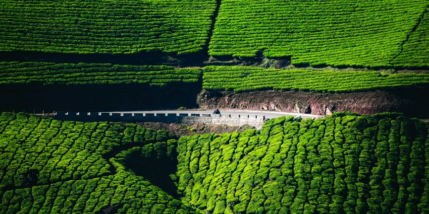 The Tropical Paradise Munnar is one of the best places to visit in December in India