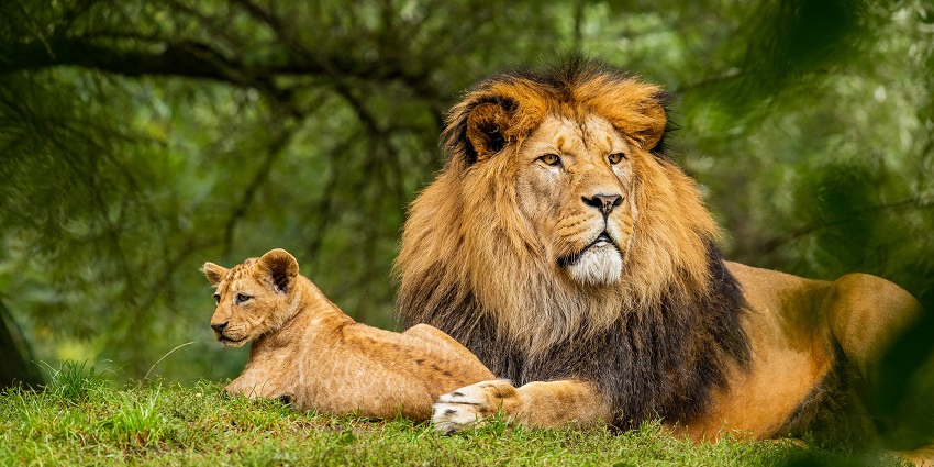 Spend time among the diverse range of wildlife of Dubai at the Al Ain Zoo in the UAE.