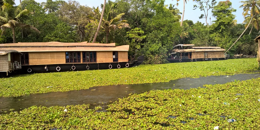 A landscape of a houseboat on the backwaters of Alleppey surrounded by lush greenery.