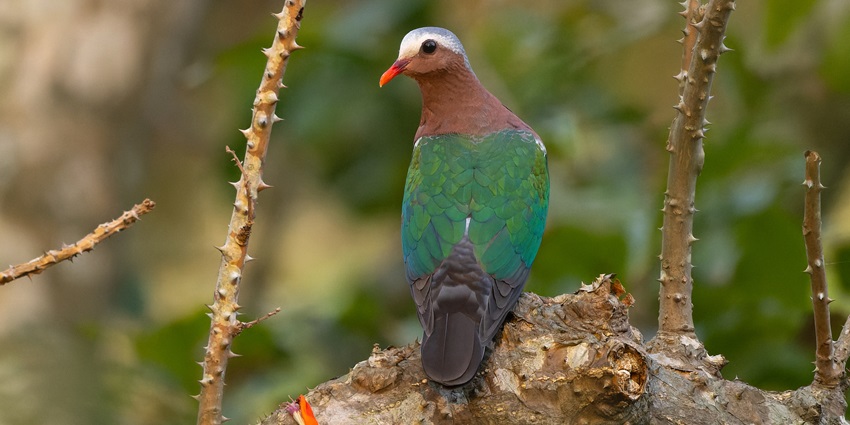 Bright Asian emerald dove with glossy green wings and red bill perched in forest greenery