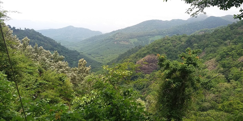 Tea plantations of Ambanad, offering a tranquil escape into nature, near Kumbhavurutty waterfalls.