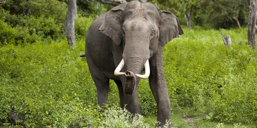 Interact with elephants and feed them at the Elephant Junction in Thekkady