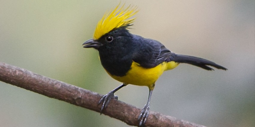 Bird watching at Mahananda Wildlife Sanctuary is one of the best things to do in Kurseong.