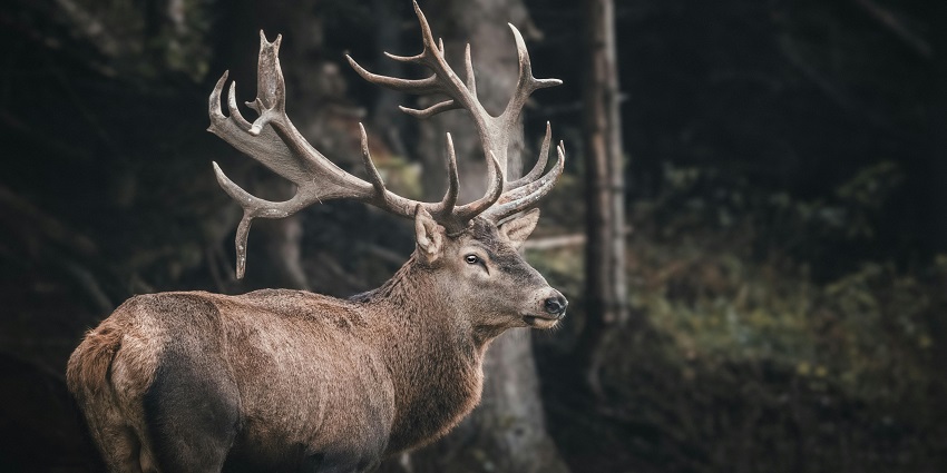 Enjoy wildlife encounters while exploring the famous Eravikulam National Park in Kerala.