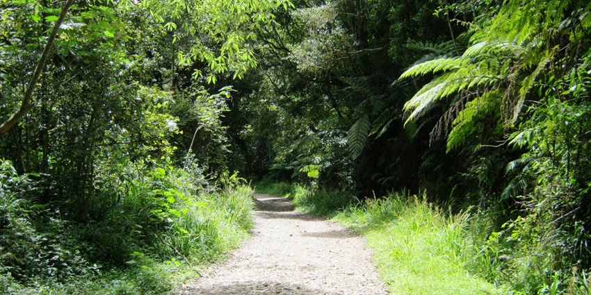 Anamudi Shola National Park is one of the best Idukki national parks to visit in Kerala.