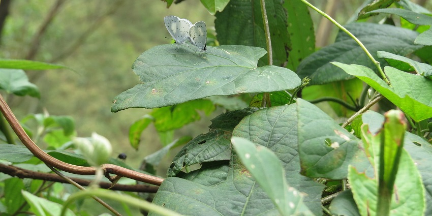 Anamudi Shola National Park is the ideal place for the wildlife and vegetation enthusiasts
