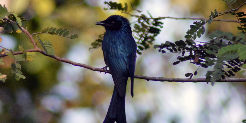 Exploring wildlife is one of the best things to do in this Landfall wildlife sanctuary.