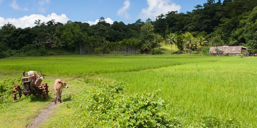 A view of a village in Andaman with lush green fields and cows grazing nearby