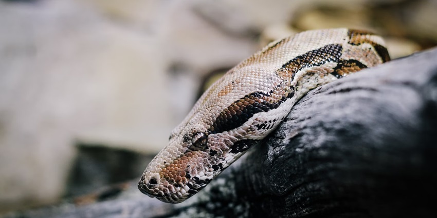 Visit Jambu Zoo to witness extensive wildlife like tigers, snakes, lions, deer, and more